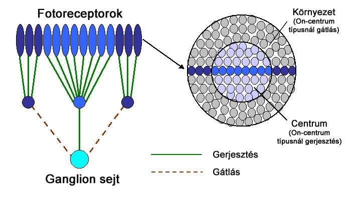 Csapok alkotta retinális receptor mezők felépítése (On-centrum) A fotoreceptorok a ganglion sejtekhez koncentrikus felépítésű receptormezőkbe