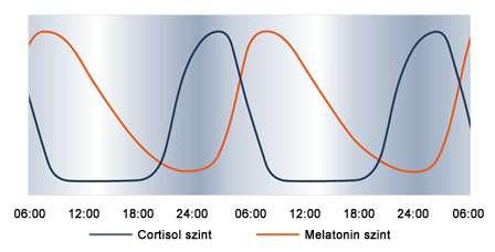 Az iprgc típusú ganglion sejtek Működésük elsősorban a cirkádián ritmusra, vagyis a napszakokkal változó életritmusunkra van hatással, leginkább a melatonin hormon vérbe való kiömlésének