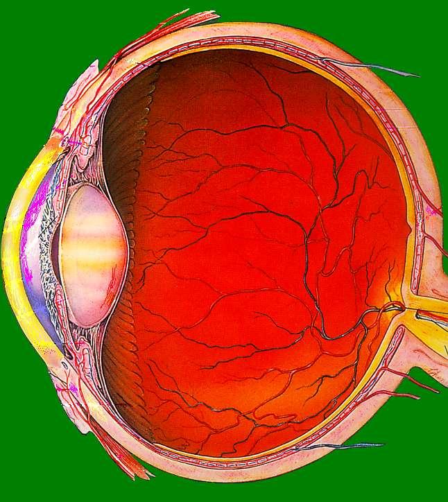 Az emberi szem felépítése Az emberi szem akárcsak a legtöbb összetett látószerv - felépítését tekintve két részre bontható.