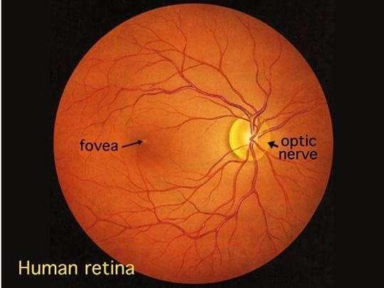 Egészséges retina