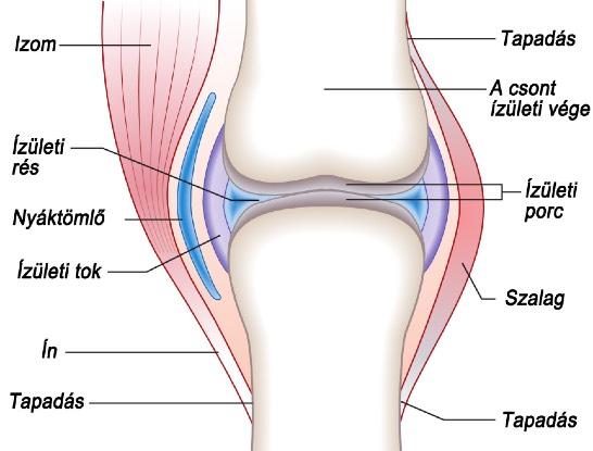 A kezelési helyek meghatározása: 7 Izmok esetében: Az izmokat alaposan ánapintjuk és a nyomásérzékeny" pontokat kezeljük. Ízületeknél: Általában az ízülem rés vonalában kezelünk.
