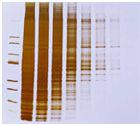 fluoreszcens festés fehérje ethidium bromide DNS/RNS méret (bázispár)