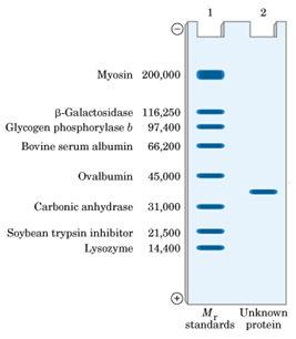 MEGHATÁROZÁS MENNYISÉG MEGHATÁROZÁS IZOELEKTROMOS PONT MEGHATÁROZÁS kvalitatív elemzés molekulatömeg meghatározás