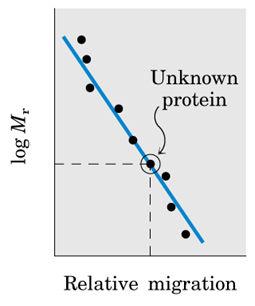 edu/classes/bioc462/462a/notes/protein_properties/protein_purification.