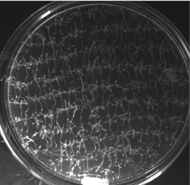 EREDMÉNYEK a c b d per8-gw e f PCR 9. ábra. A riportergén aktiváción alapuló genetikai szűrés sémája.