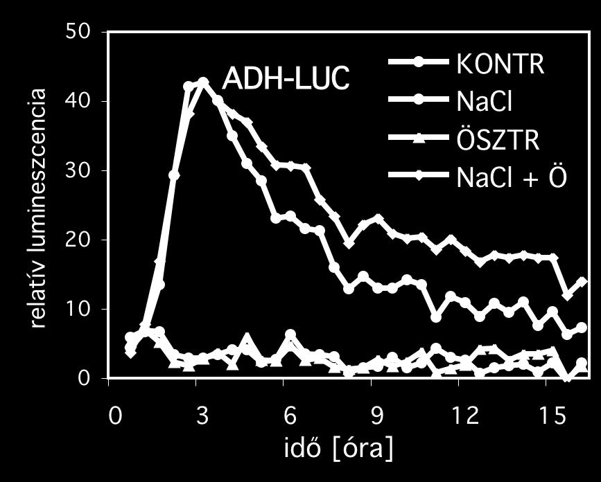 A: Az ADH/121 növényeket kontroll 1/2MSAR és 200mM NaCl-al kiegészített táptalajra helyeztük, egy részüket 4µM