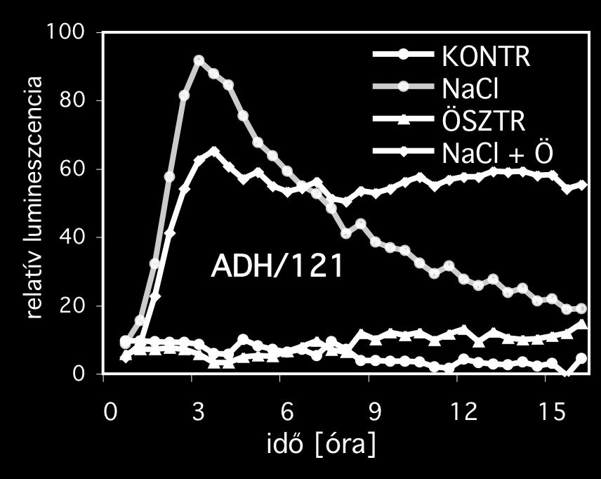 B: Az ADH/121 növények luciferáz aktivitása kontroll és 300mM mannitollal kiegészített táptalajra helyezést és/vagy