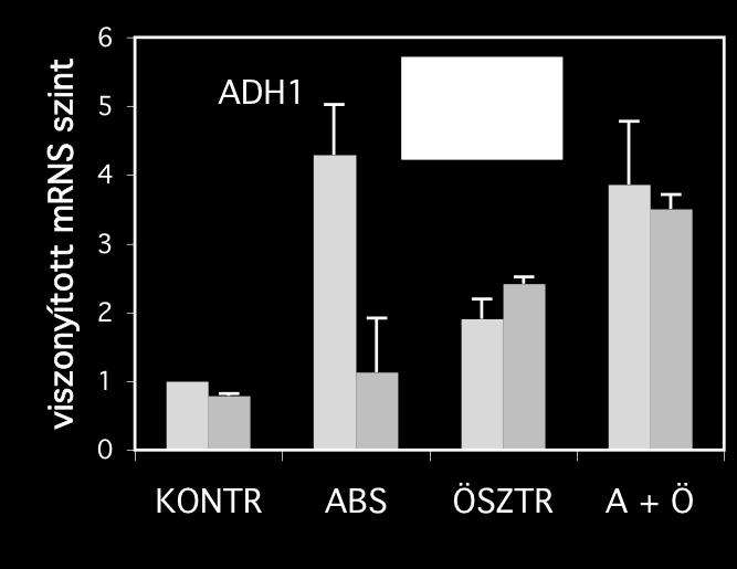 3 Az ADH1 enzim aktivitása megemelkedik ösztradiol kezelést követően az ADH/121 vonalban Színreakción alapuló hisztokémiai festést alkalmazva kimutattuk, hogy az ADH1 enzim aktivitása megemelkedett