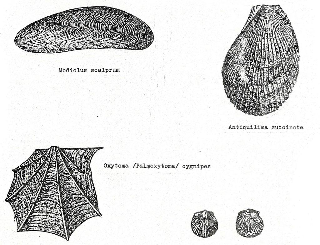 pliensbachi kagylók