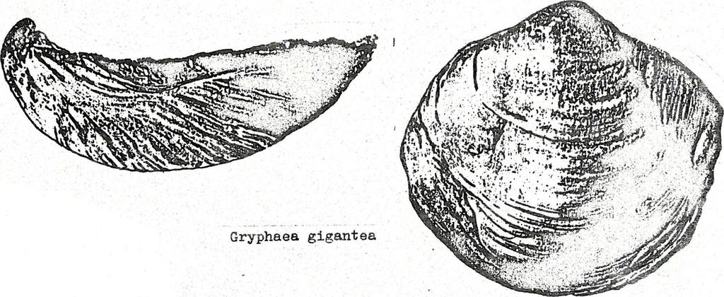 ELiensbachian