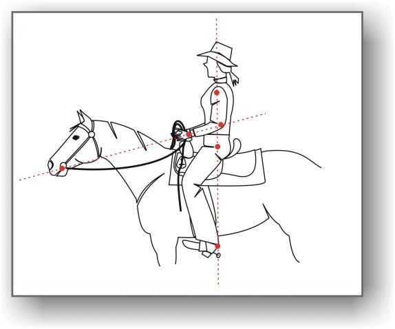 lovon anélkül marad egyensúlyban, hogy kapaszkodnia kellene a végtagjaival, továbbá minden helyzetben követni tudja a ló mozgását úgy, hogy súlypontjuk megegyezzen.