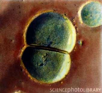 A baktériumoknál hiányzik az ivaros szaporodásnak az eukariótáknál megszokott formája.
