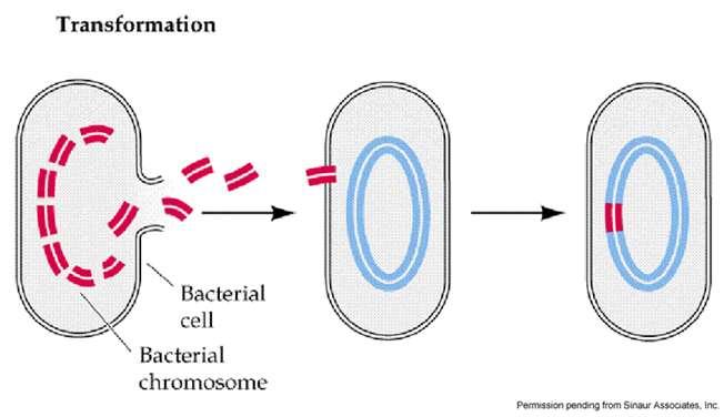 A transzformáció A transzformáció során a sejt a környezetéből idegen DNS-t vesz fel és a rajta elhelyezkedő gént v. géneket beépíti saját genetikai anyagába.