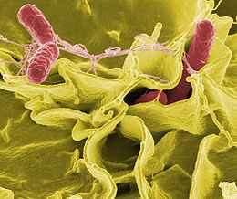 3. Paraziták A parazita baktériumok különféle betegségeket okoznak.