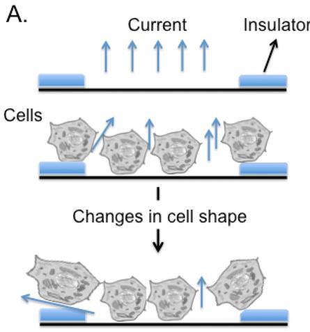 Sejt impedancia mérés Ellenállás (impedancia) (R) Cél: Sejtek elektromos impedanciájának mérése Minta: Sejt kultúrák Rationale: A sejtek olyan edényben növekednek, amely a közepén egy elektródát