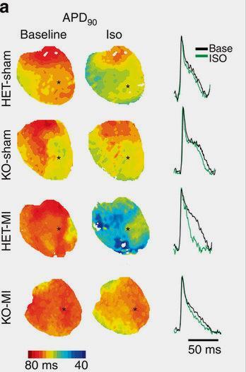 Tipikus optikai mapping kísérlet A szívet feszültségérzékeny festékkel töltöttük fel Az eltérő színek eltérő akciós potenciál hosszt szimbolizálnak A vörös hosszú, a kék rövid