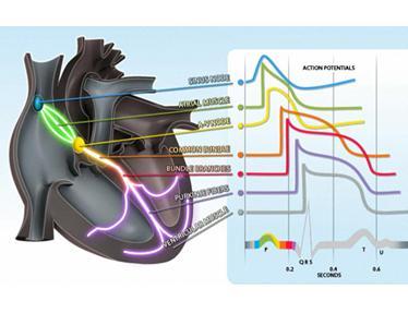 A szívben levő ionmozgások által létrehozott felületi potenciálokat méri.