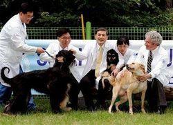 Hwang klónozott kutyája, SNUppy 2005.08.03. Nature az első sikeres kutya klónozás.