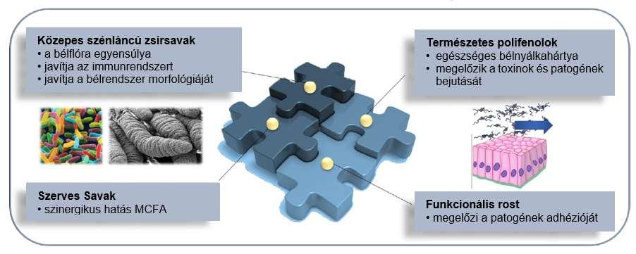 Emészthetetlen fehérje N-baktériumforrás Energia fermentálva bélsár N Dekarboxiláció Deamináció Elimináció Monoaminok Poliaminok BCFA SCFA NH 3 H 2S Fenolok/indolok Receptor ligandumok, sejt