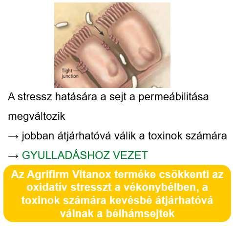 kapcsolódó csökkenésével emellett az egyéb kórokozókhoz és toxinokhoz fűződő problémák is súlyosbodnak. A növekedés lassulását a bél gyulladása is okozhatja, melyet kezelni kell.