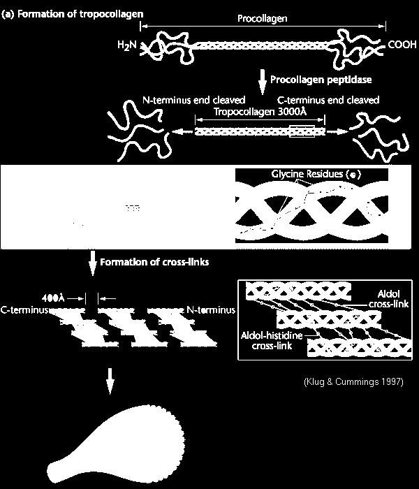 (kiégetett) cont: törékeny 1400 aminoav/lánc 3 lánc (tripla helix) Glicin (1/3) Prolin (1/10)