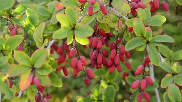 Berberis/Quarz Glob.