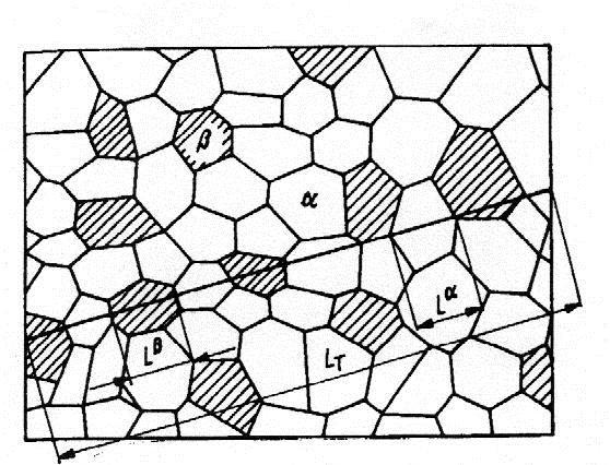 10. ábra. A fázisarány (szövetelem-arány) mérésének elve. Az okulárskála alkalmazásával okulár osztással lemérjük, hogy a kiválasztott (pl.