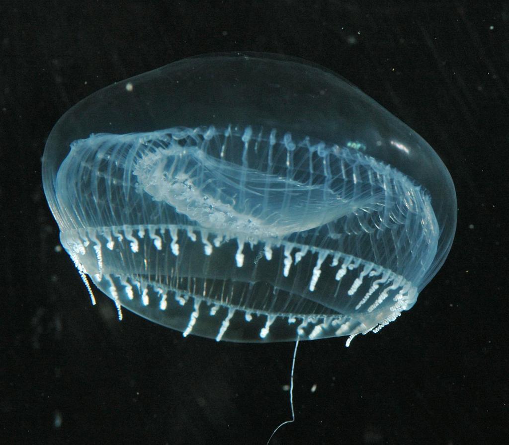 Aqueora victoria