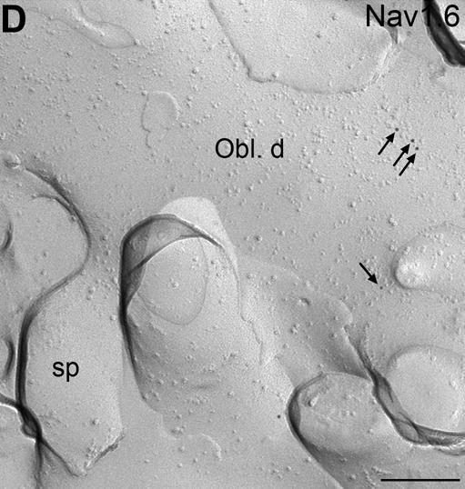 Nav1.6 immunjelölés egy apikális