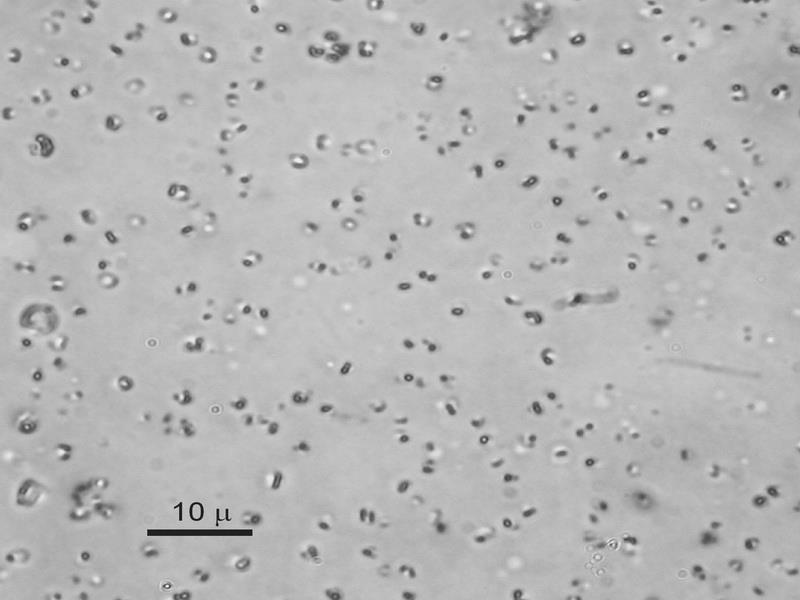 mint a frissen készített oldat esetében. Az ionomer szerkezete a (NH4)4[(phen-PEGphen)3Fe2](SO4)4 összegképlettel adható meg.