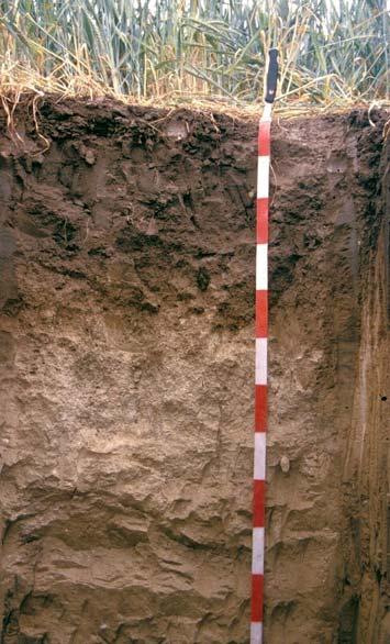 A csernozjomok típusai: - Öntés csernozjomok - Kilúgzott csernozjom talajok - Mészlepedékes csernozjom talajok - Réti csernozjom talajok A szikes talajok 6. ábra.