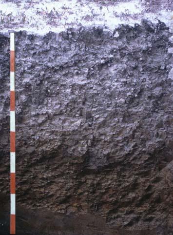 A szikes talajok típusai: - Szoloncsák talajok - Réti szolonyec talajok - Szoloncsák-szolonyec talajok - Sztyeppesedő réti szolonyec talajok - Másodlagos elszikesedett talajok A réti talajok 7. ábra.