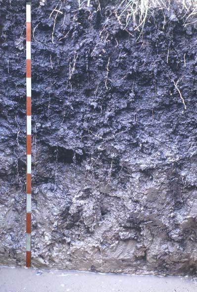 A réti talajok esetében három szintet különítünk el, egy A, egy B és egy C-szintet. Az A szintre jellemző hogy szemcsés, sokszögletű és átmenete a B- szintbe fokozatos.