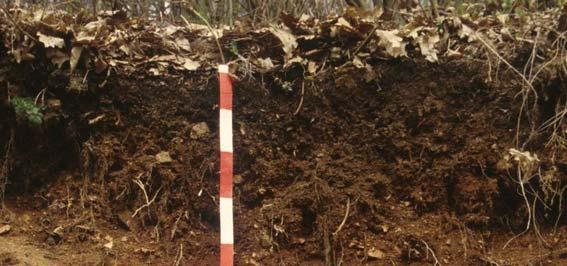 A barna erdőtalajok 4. ábra. Rendzina talaj 4 Hazánkban a barna erdőtalajok nagy jelentőségűek, talajaink mintegy 36%-át alkotják.