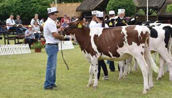 EGYESÜLETI ÉLET Holstein-fríz szűz üsző I/B.