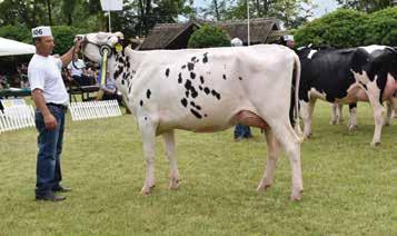 Holstein-fríz tehén IV.