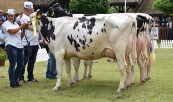 EGYESÜLETI ÉLET Holstein-fríz tehén VII.