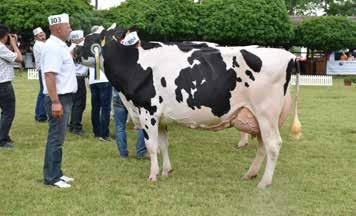 , Dunaújváros Holstein-fríz tehén VIII.