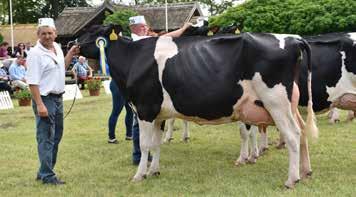 EGYESÜLETI ÉLET Holstein-fríz tehén IX.