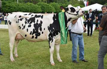 EGYESÜLETI ÉLET A kiállítás Intermediate Reserve Champion tenyészállata
