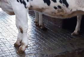 az egyesület. A bika tulajdonosa a Génbank-Semex Magyarország Kft.