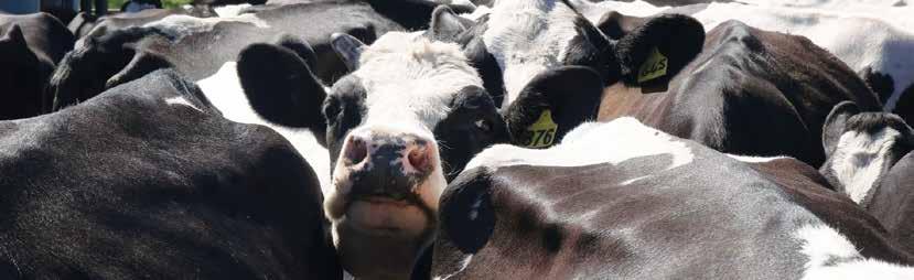XXVI. ÉVF. 3. SZÁM, 2018 A HOLSTEIN-FRÍZ TENYÉSZTŐK EGYESÜLETÉNEK KIADVÁNYA EGYESÜLETI ÉLET Nyári kiadás (Bognár László) 4 XXV.