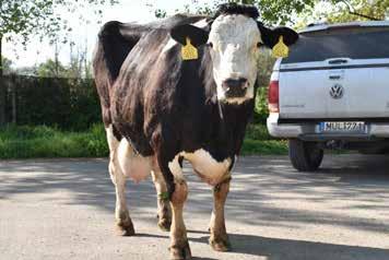 A tízedik borjának világra hozatala már csak hab a tortán, hiszen a 100.000 kg-os életteljesítményt már a kilencedik laktációja derekán elérte. Tímea 10.