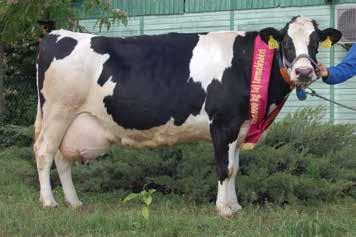 Termelése természetesen a telepi átlagot fölülmúló 10.725 kg átlagos és 12.811 kg-os maximális laktációt eredményezett.