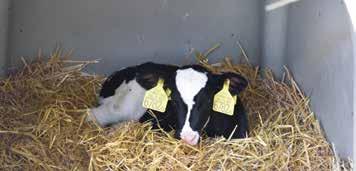 HAZAI SZERZŐINK Mérföldkövek a tehén életében Katonáné Stiller Krisztina, Inter-Mix Kft. Gyakran felmerülő kérdés, hogy a holstein-fríz fajtájú tehén testtömege hogyan alakul élete során.