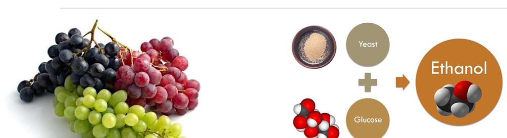 Bor miből készül? Vadélesztők Saccharomyces sp.