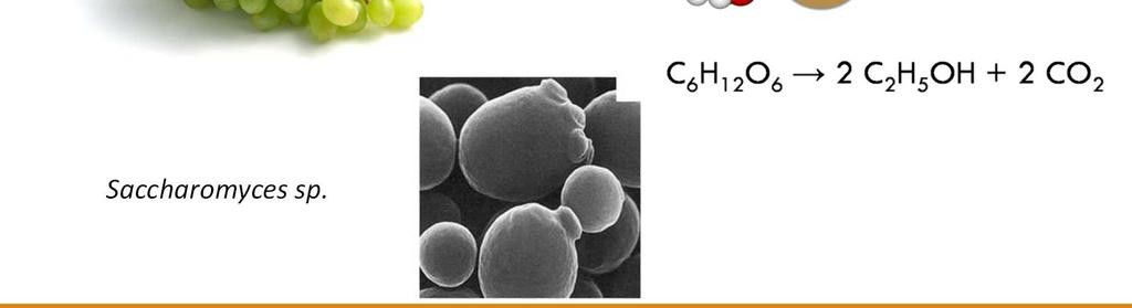 Hanseniaspora sp. Brettanomyces sp.
