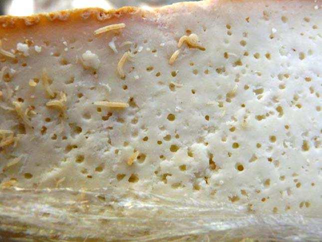 Sajt egy kis érdekesség Casu marzu szardíniai sajtkülönlegesség