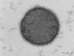 Tárolási romlás alma Szürkepenészes rothadás Mucor, Rhizopus fajok