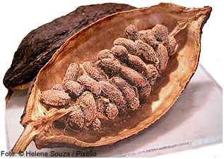 Aflatoxinok Aspergillus flavus Aspergillus paraziticus Fűszerpaprika